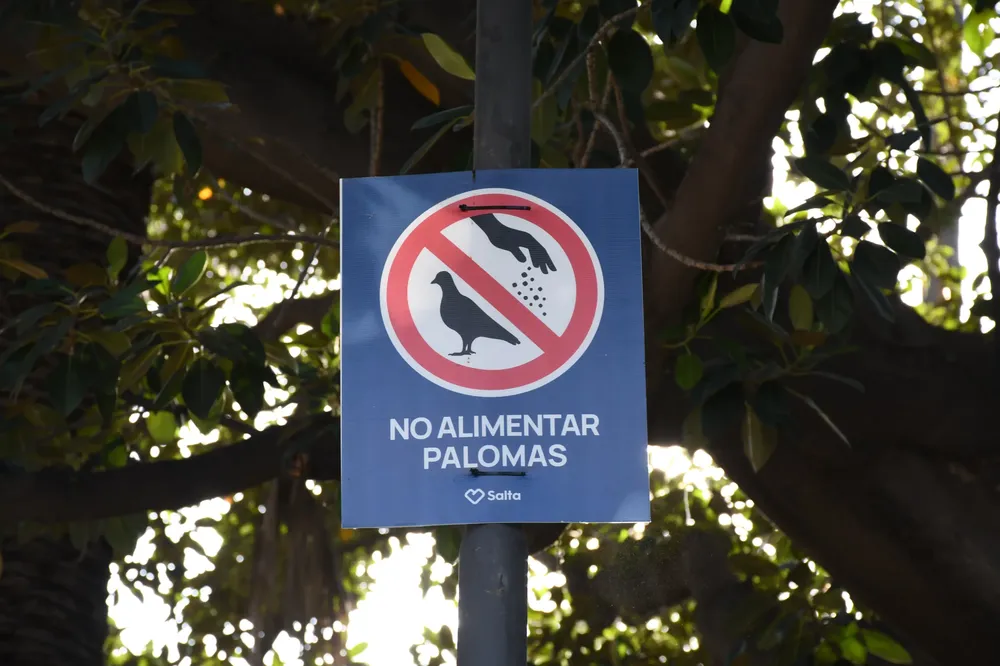 palomas-palza-9-de-julio-2-scaled