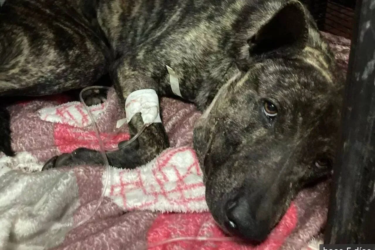 estafas con animales