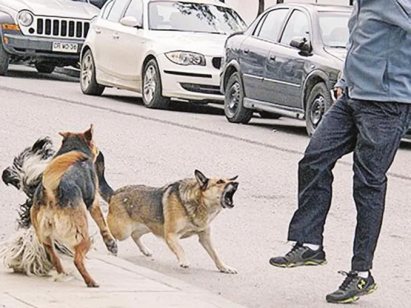 perro enojado