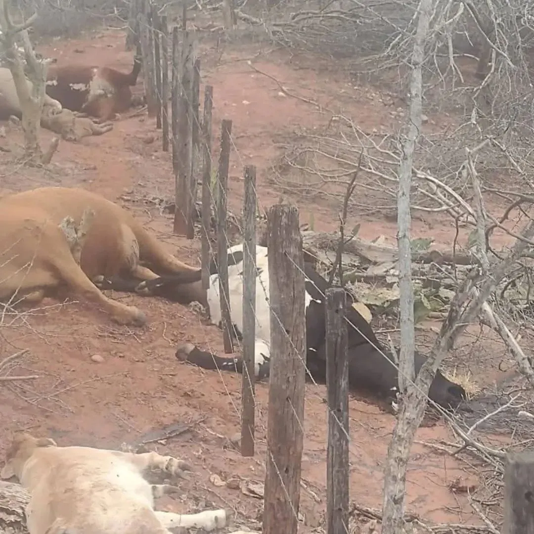 WhatsApp Image 2025-05-26 at 4.55.11 PM