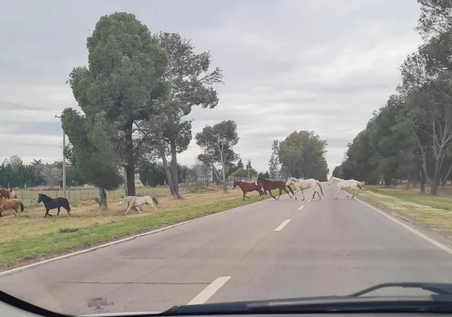 caballo-ruta2