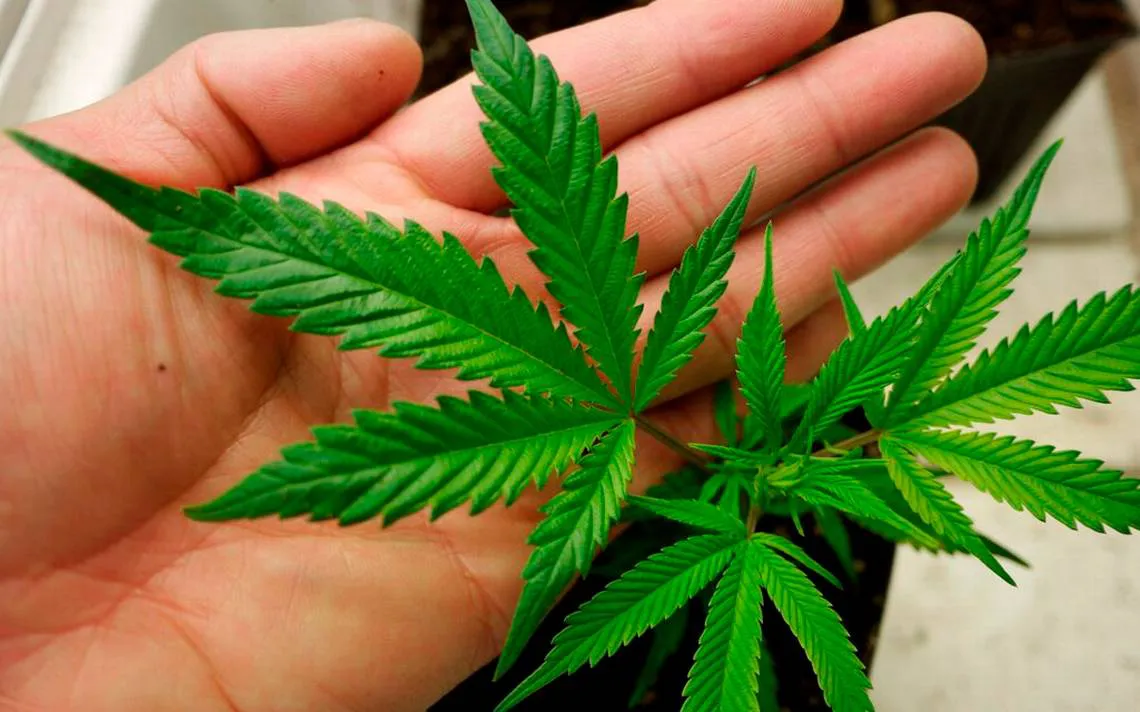 mariguana_uso_ludico_01-min