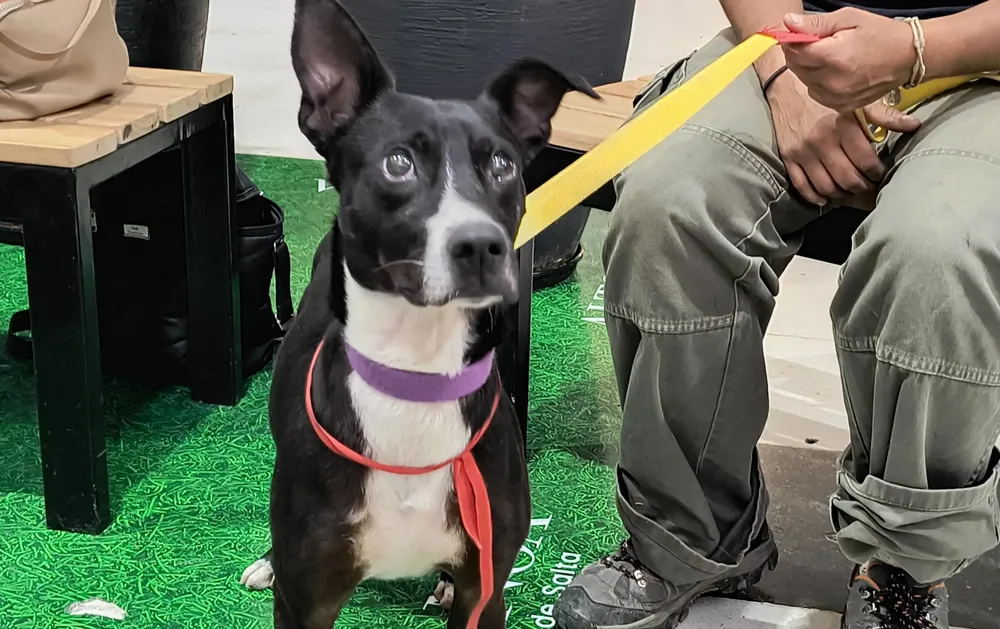 jornada-de-adopcion-alto-noa-6-scaled