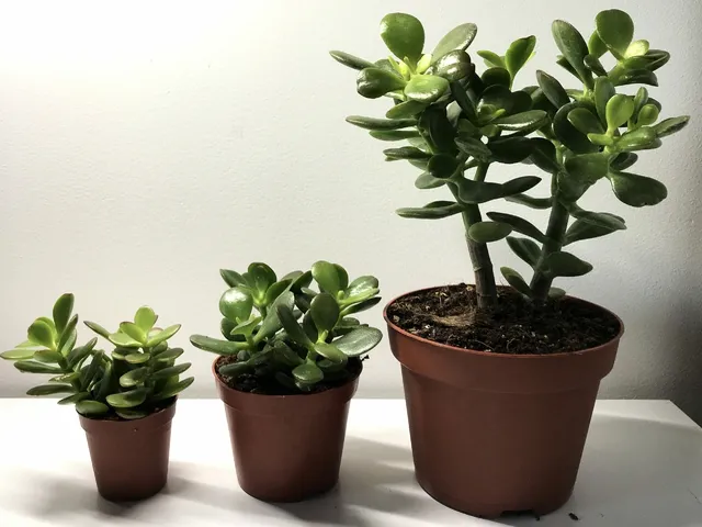 tipos-arbol-jade-scaled1-0e76c86a9d3d4c887416596262543972-640-0