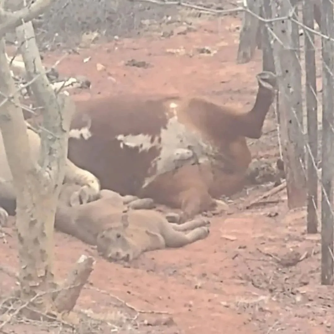 WhatsApp Image 2025-05-26 at 4.55.10 PM (2)