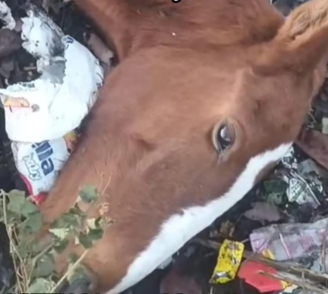 WhatsApp Image 2025-05-30 at 11.30.14 AM