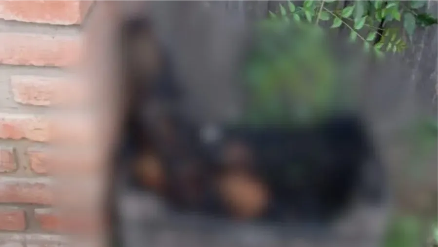 PERRO-QUEMADO