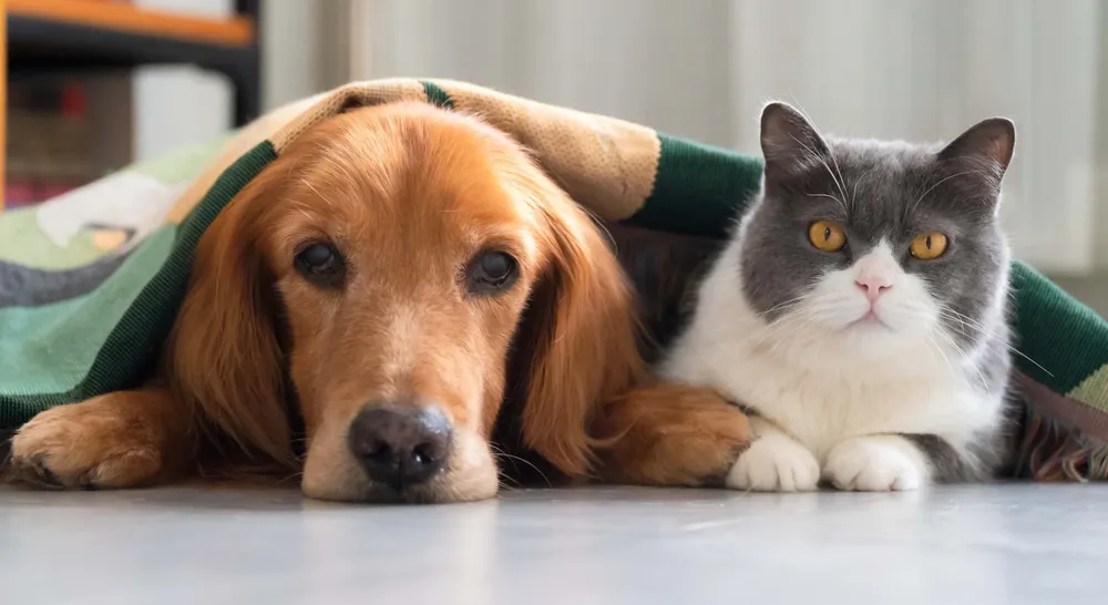 perros-gatos-istock
