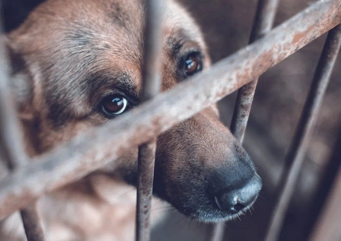 maltrato_animal