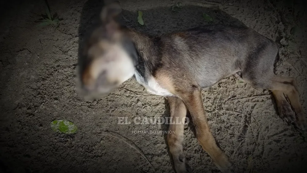 imagen portada - 2026-03-06T075045.447