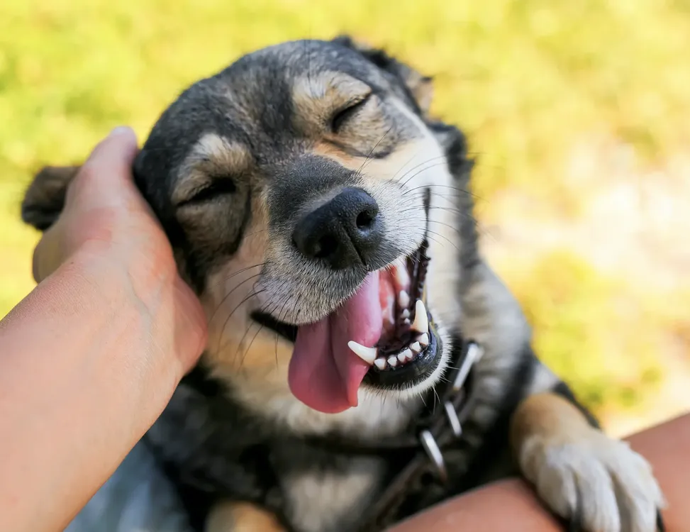 dia munidal del perro