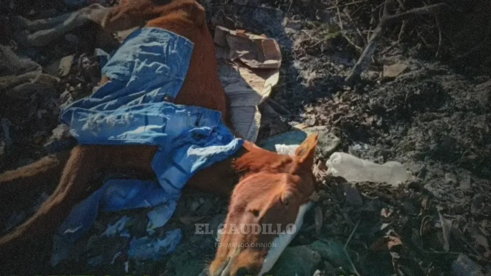 imagen portada - 2025-05-30T114307.118