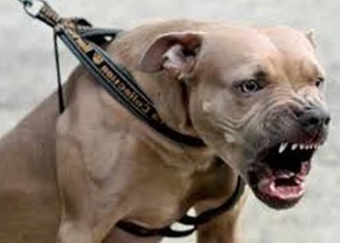 pitbull