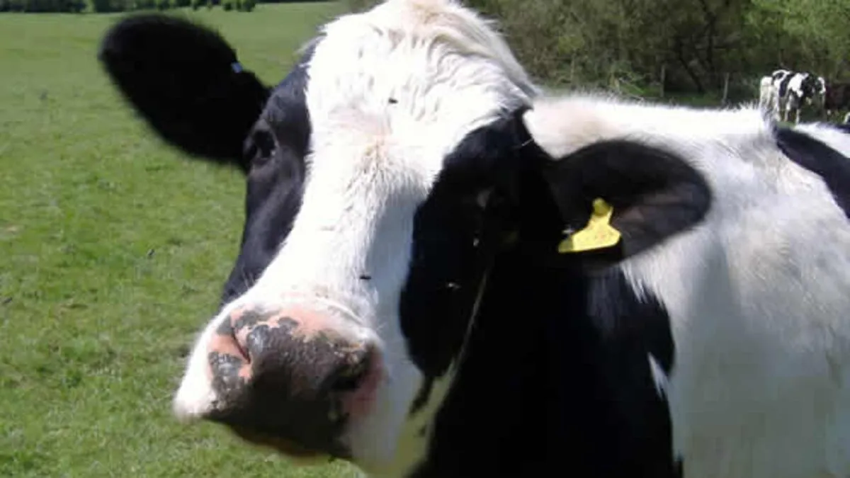vaca