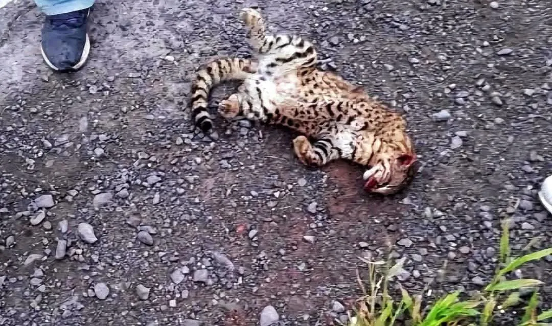 WhatsApp Image 2025-04-23 at 9.54.24 AM