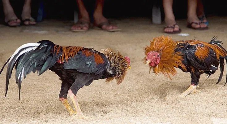 Gallos-022
